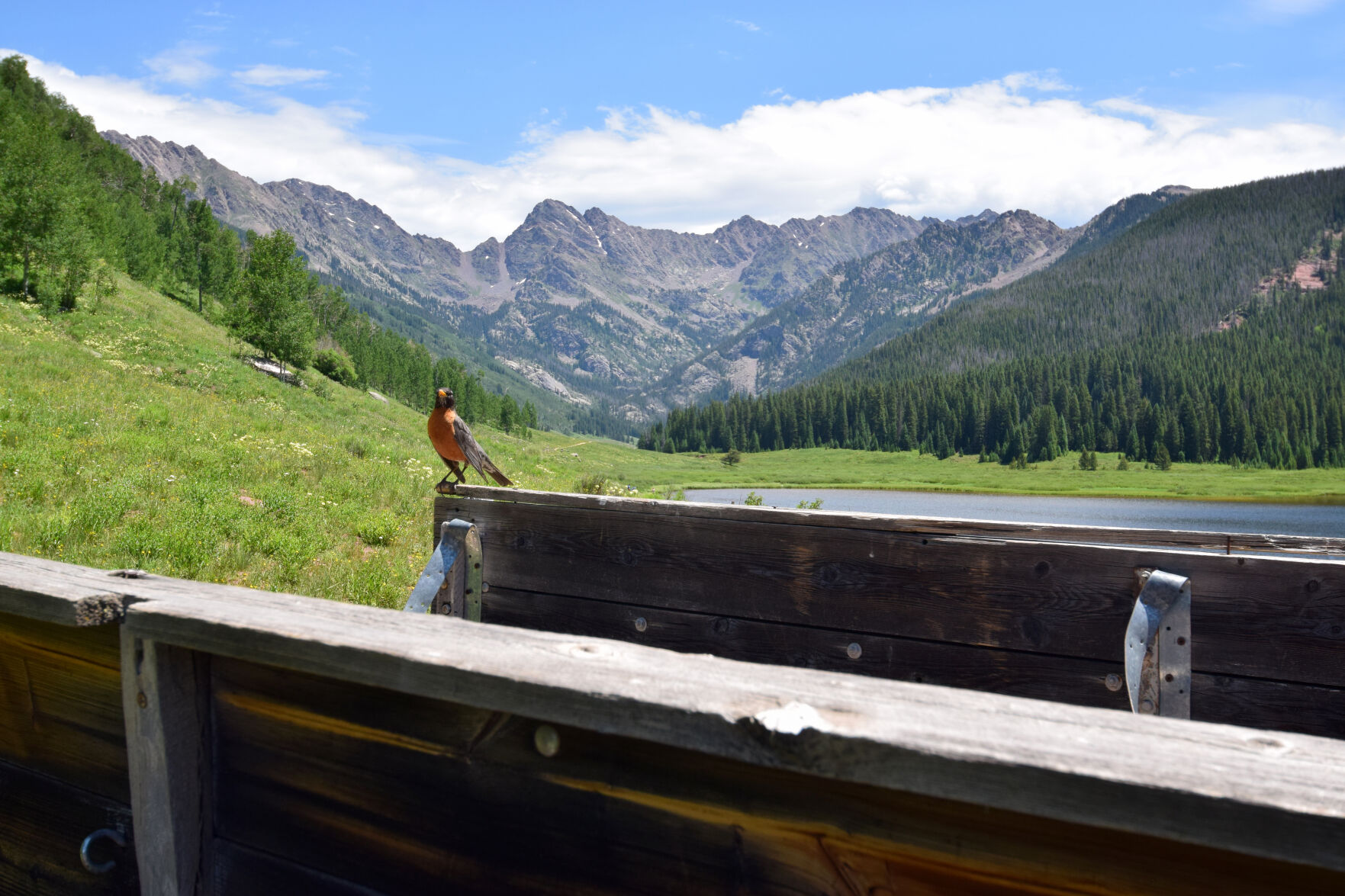 Robin on a Wagon